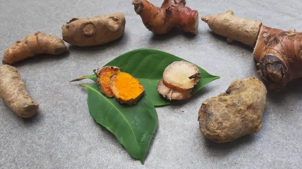 Front,View:,Zingiberaceae,,The,Family,Of,Plants,That,Includes,Ginger,