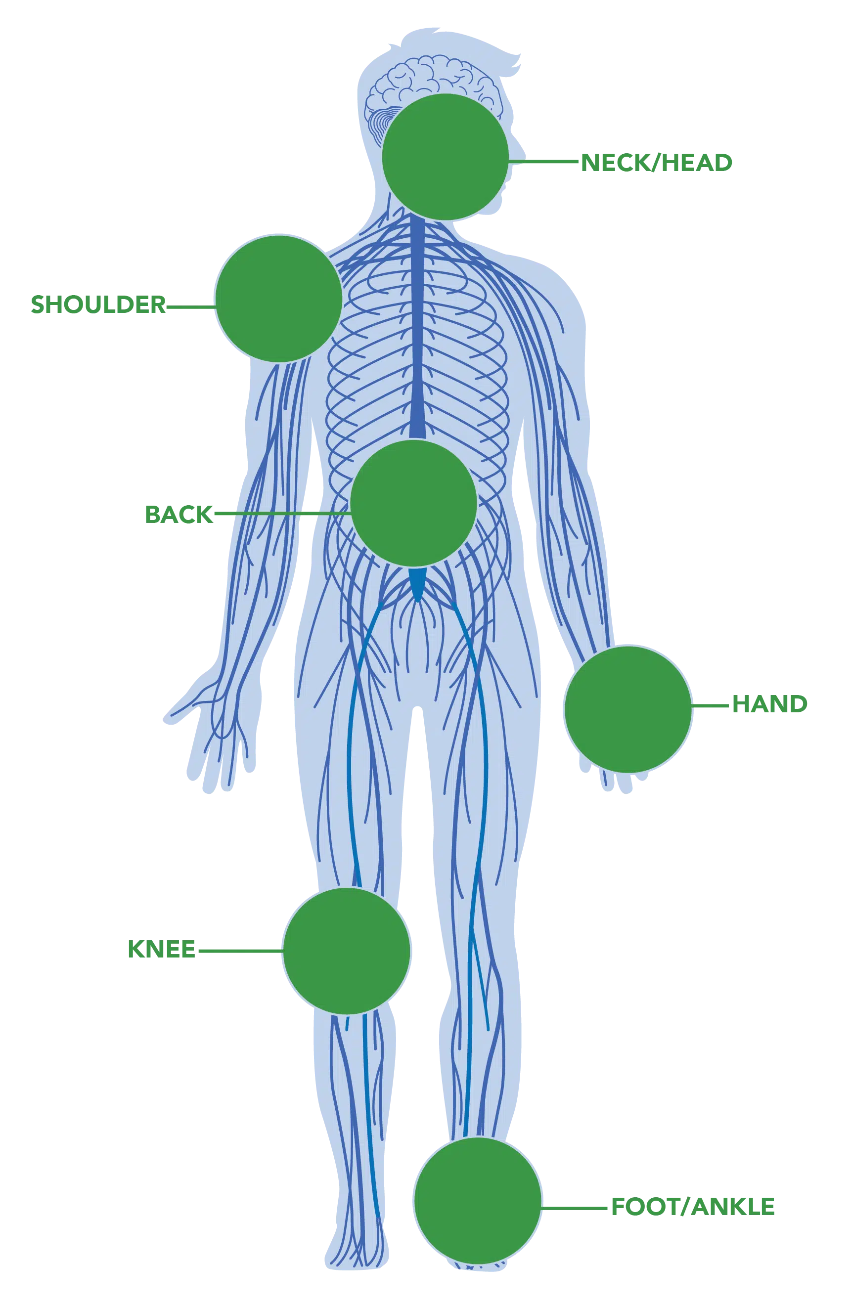 nervous system iSpine Clinics illustration human nervous system