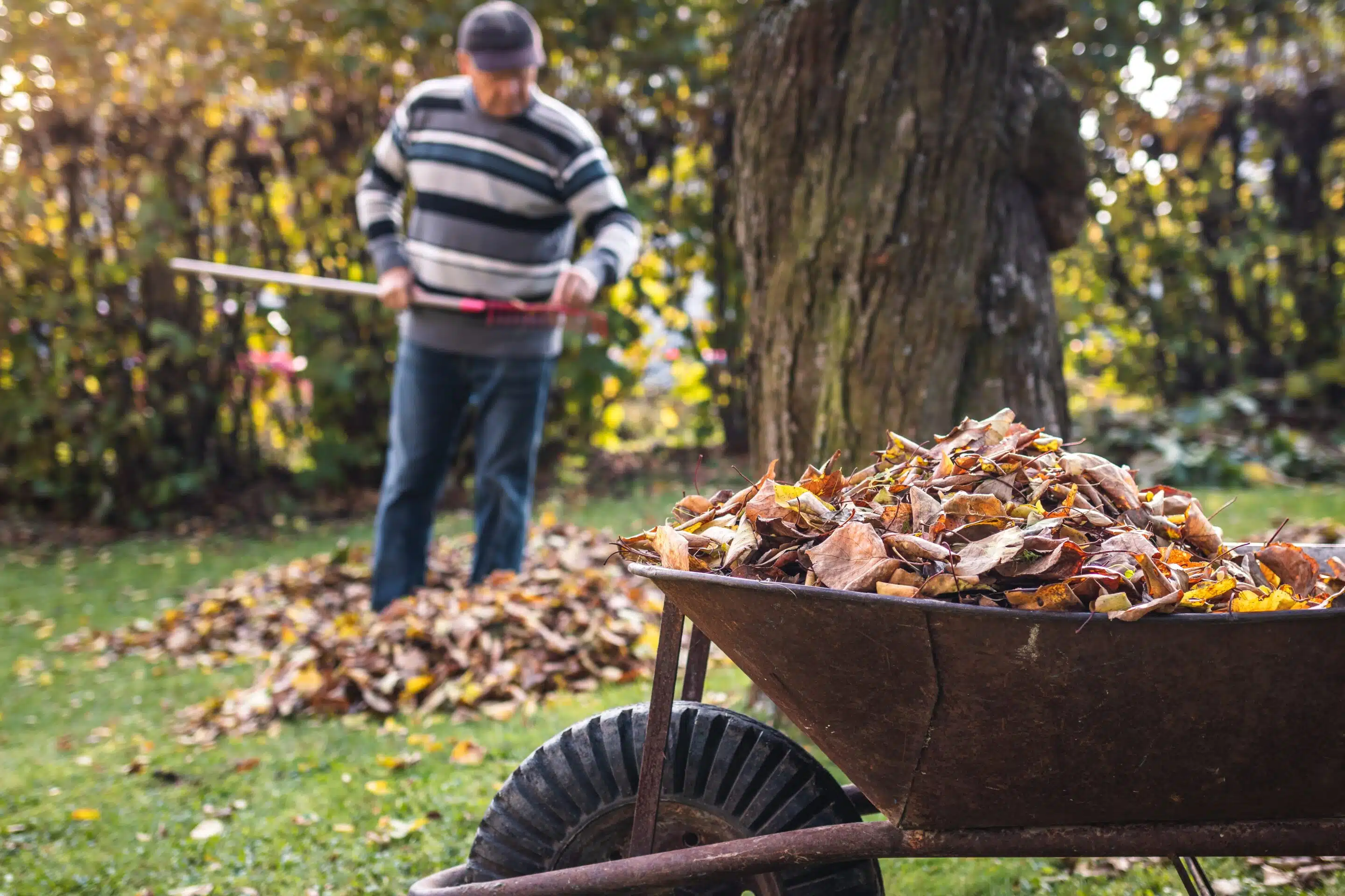 Autumn,Gardening.,Wheelbarrow,With,Fallen,Leaves.,Senior,Man,Raking,Leaf Some common fall activities can cause back pain